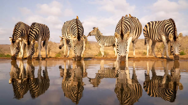 3-Day Tanzania Big Five Safari with Budget Accommodations