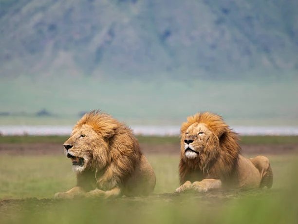 African Safari Peak Season: Complete Guide to Safari Peak Season in Africa