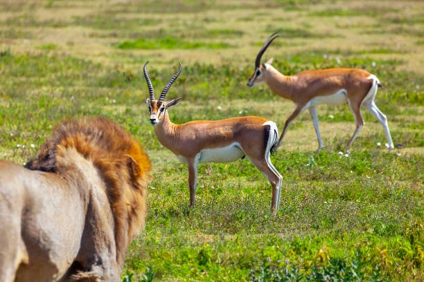 Tanzania Safari Updates